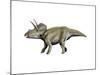 Eotriceratops Dinosaur-null-Mounted Art Print