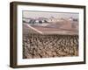 Epernay Vineyard, 1987-Hilary Evans-Framed Photographic Print