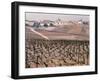 Epernay Vineyard, 1987-Hilary Evans-Framed Photographic Print