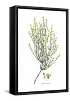 Ephedra distachya, Flora Graeca-Ferdinand Bauer-Framed Stretched Canvas