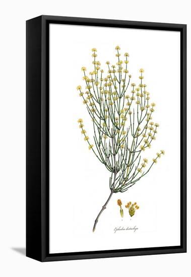Ephedra distachya, Flora Graeca-Ferdinand Bauer-Framed Stretched Canvas