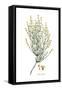 Ephedra distachya, Flora Graeca-Ferdinand Bauer-Framed Stretched Canvas