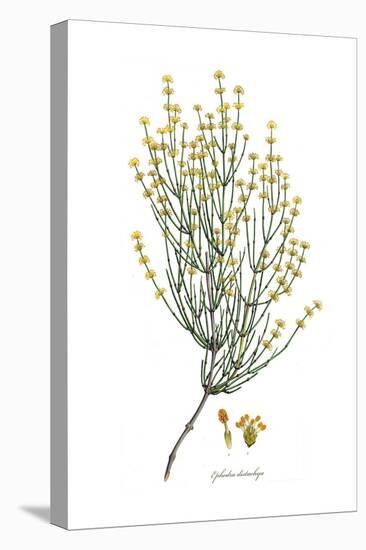 Ephedra distachya, Flora Graeca-Ferdinand Bauer-Stretched Canvas