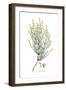 Ephedra distachya, Flora Graeca-Ferdinand Bauer-Framed Giclee Print