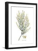 Ephedra distachya, Flora Graeca-Ferdinand Bauer-Framed Giclee Print