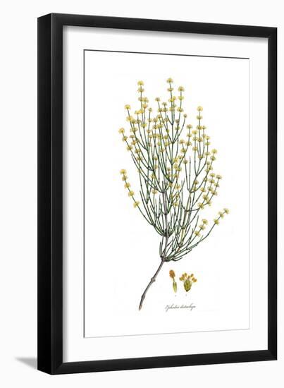 Ephedra distachya, Flora Graeca-Ferdinand Bauer-Framed Giclee Print