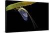 Ephemera Danica (Mayfly)-Paul Starosta-Stretched Canvas