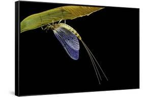 Ephemera Danica (Mayfly)-Paul Starosta-Framed Stretched Canvas