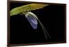 Ephemera Danica (Mayfly)-Paul Starosta-Framed Photographic Print