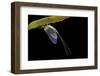 Ephemera Danica (Mayfly)-Paul Starosta-Framed Photographic Print