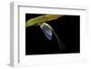 Ephemera Danica (Mayfly)-Paul Starosta-Framed Photographic Print