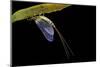 Ephemera Danica (Mayfly)-Paul Starosta-Mounted Photographic Print