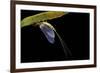 Ephemera Danica (Mayfly)-Paul Starosta-Framed Photographic Print