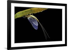 Ephemera Danica (Mayfly)-Paul Starosta-Framed Photographic Print