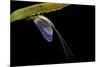 Ephemera Danica (Mayfly)-Paul Starosta-Mounted Photographic Print