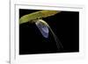 Ephemera Danica (Mayfly)-Paul Starosta-Framed Photographic Print