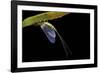 Ephemera Danica (Mayfly)-Paul Starosta-Framed Photographic Print