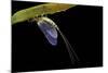 Ephemera Danica (Mayfly)-Paul Starosta-Mounted Photographic Print