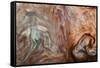 Ephemeral Beauty-11-Moises Levy-Framed Stretched Canvas