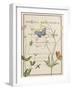 Ephemeral Bloom-Gwen Aspall-Framed Giclee Print