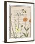 Ephemeral Flourish-Gwen Aspall-Framed Giclee Print