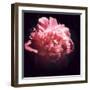 Ephemere Beauty-Philippe Sainte-Laudy-Framed Premium Photographic Print