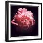 Ephemere Beauty-Philippe Sainte-Laudy-Framed Premium Photographic Print