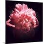 Ephemere Beauty-Philippe Sainte-Laudy-Mounted Premium Photographic Print