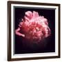 Ephemere Beauty-Philippe Sainte-Laudy-Framed Photographic Print