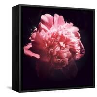 Ephemere Beauty-Philippe Sainte-Laudy-Framed Stretched Canvas