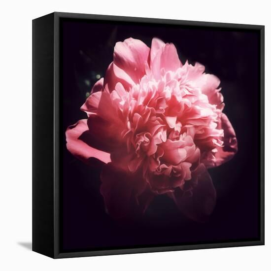 Ephemere Beauty-Philippe Sainte-Laudy-Framed Stretched Canvas