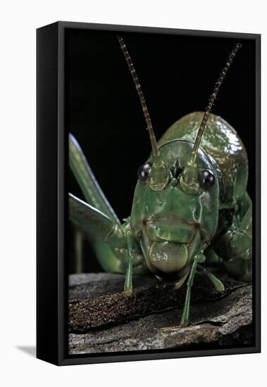 Ephippiger Diurnus (Bushcricket)-Paul Starosta-Framed Stretched Canvas