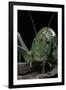 Ephippiger Diurnus (Bushcricket)-Paul Starosta-Framed Photographic Print