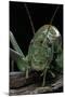 Ephippiger Diurnus (Bushcricket)-Paul Starosta-Mounted Photographic Print