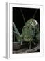 Ephippiger Diurnus (Bushcricket)-Paul Starosta-Framed Photographic Print