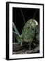 Ephippiger Diurnus (Bushcricket)-Paul Starosta-Framed Photographic Print