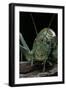 Ephippiger Diurnus (Bushcricket)-Paul Starosta-Framed Photographic Print