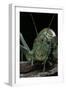 Ephippiger Diurnus (Bushcricket)-Paul Starosta-Framed Photographic Print