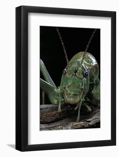 Ephippiger Diurnus (Bushcricket)-Paul Starosta-Framed Photographic Print