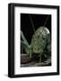 Ephippiger Diurnus (Bushcricket)-Paul Starosta-Framed Photographic Print