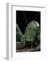 Ephippiger Diurnus (Bushcricket)-Paul Starosta-Framed Photographic Print