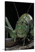 Ephippiger Diurnus (Bushcricket)-Paul Starosta-Stretched Canvas