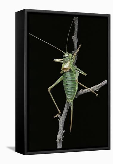 Ephippiger Ephippiger (European Bushcricket)-Paul Starosta-Framed Stretched Canvas