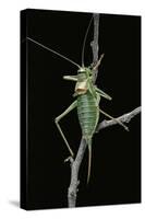 Ephippiger Ephippiger (European Bushcricket)-Paul Starosta-Stretched Canvas