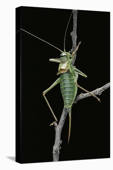 Ephippiger Ephippiger (European Bushcricket)-Paul Starosta-Stretched Canvas