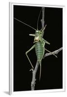 Ephippiger Ephippiger (European Bushcricket)-Paul Starosta-Framed Premium Photographic Print