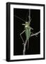 Ephippiger Ephippiger (European Bushcricket)-Paul Starosta-Framed Photographic Print