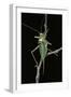 Ephippiger Ephippiger (European Bushcricket)-Paul Starosta-Framed Photographic Print