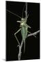 Ephippiger Ephippiger (European Bushcricket)-Paul Starosta-Mounted Photographic Print