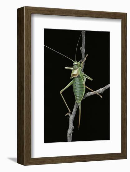 Ephippiger Ephippiger (European Bushcricket)-Paul Starosta-Framed Photographic Print